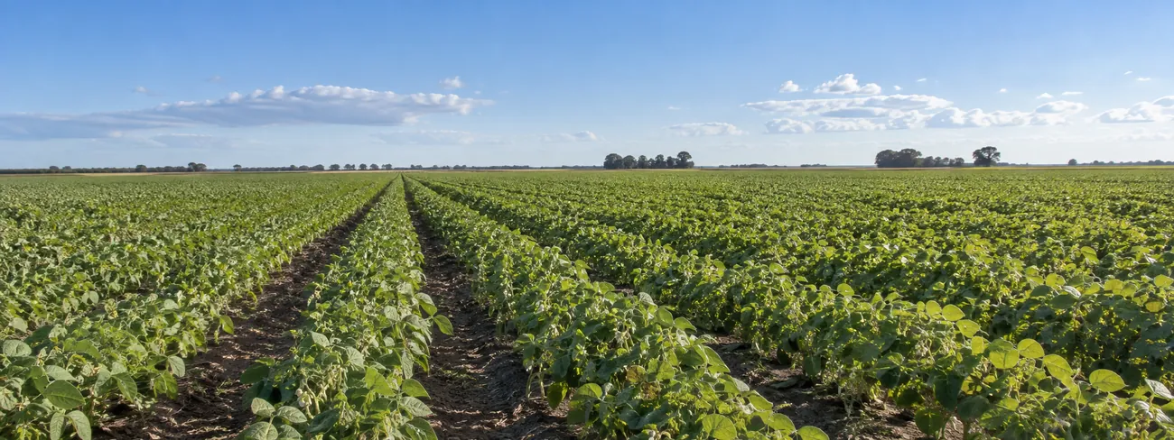 Bean field